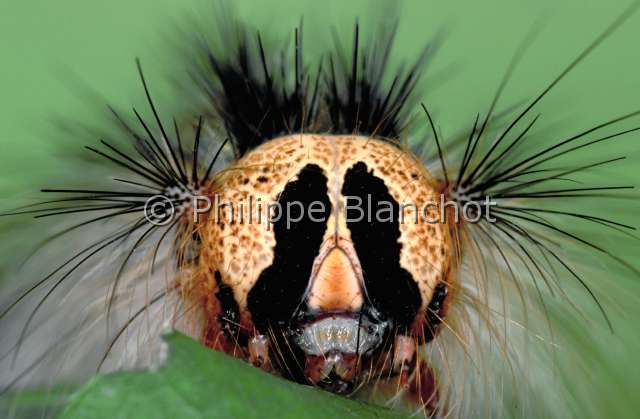 Lymantria dispar ch.JPG - in "Portraits d'insectes" ed. SeuilLymantria disparBombyx disparateSpongieuse (chenille)Gypsy mothLepidopteraLymantriidaeFrance